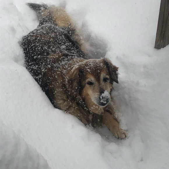 Meet your Posher, Sara - Picture 4 of 16